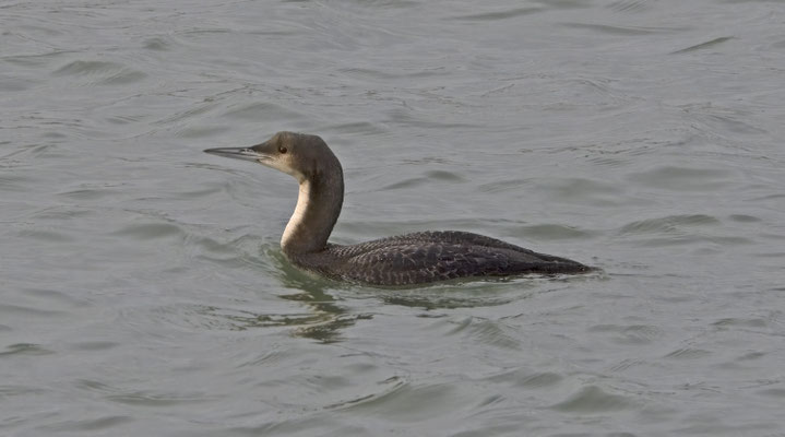 Pacifische Parelduiker