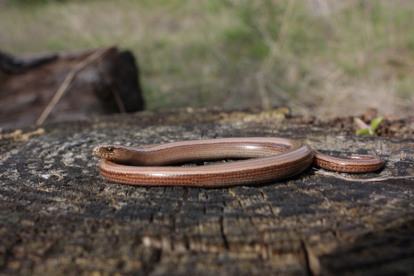 Italiaanse hazelworm (Anguis veronensis), foto Ruud