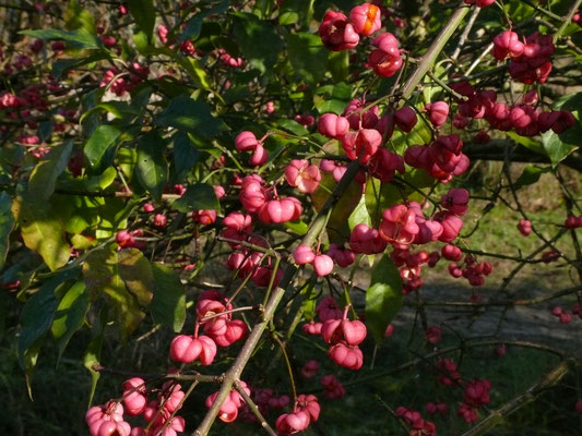 Euonymus europaeus - Kardinaalsmuts