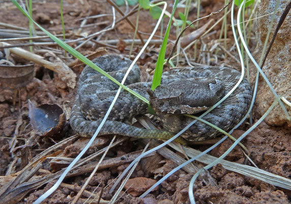 Vipera ammodytes