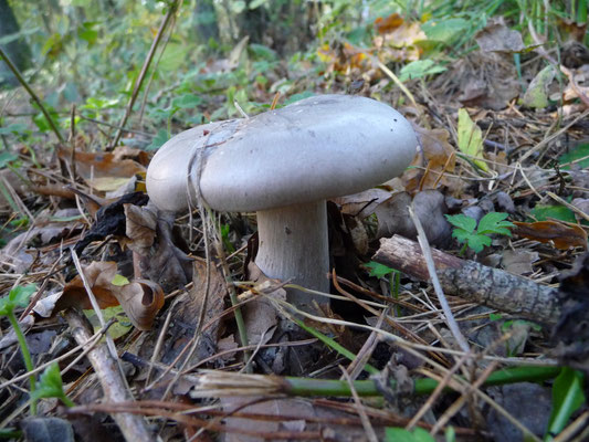 Clitocybe nebularis - Nevelzwam