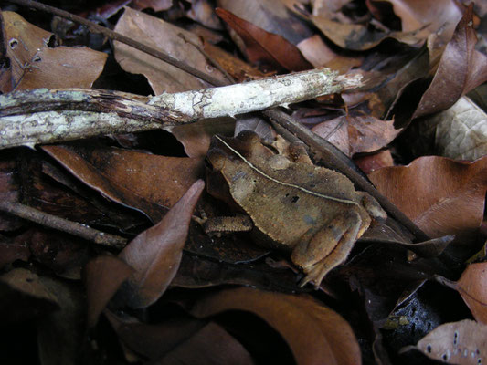 Rhinella lescurei - Guiana Shield Leaf Toad