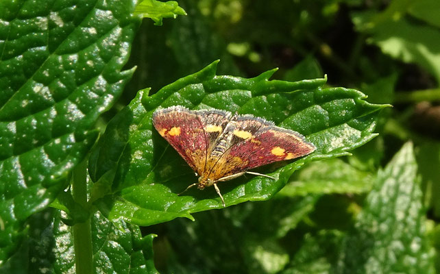 Pyrausta aurata - Muntvlindertje