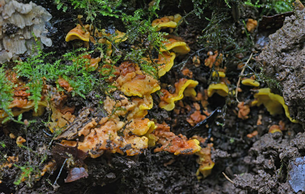 Flaviporus brownii - Zwavelgeel elfenbankje