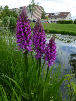 Dactylorhiza praetermissa -  Rietorchis