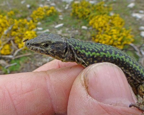 Podarcis bocagei