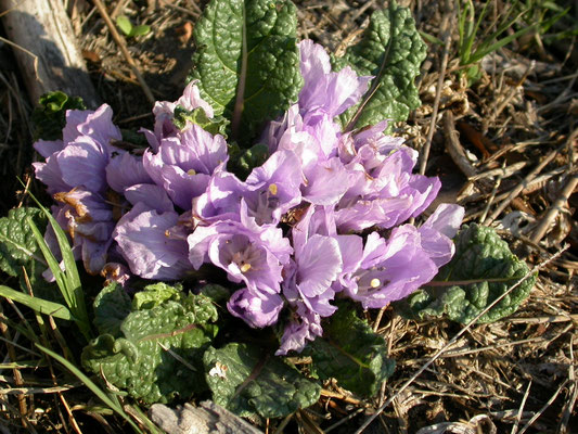 Mandragora autumnalis - Herfstalruin