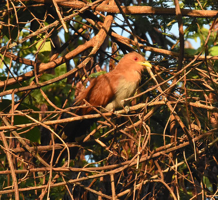 Squirrel Cuckoo