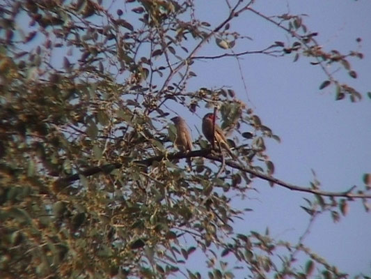 Amadina fasciata - Cut-throat (Finch)