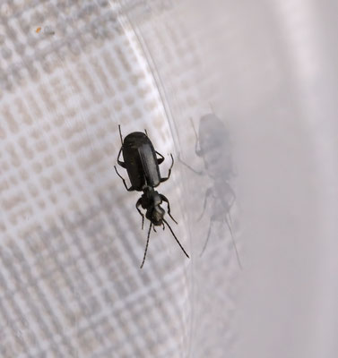 Microlestes minutulus - Kleine dwergloper