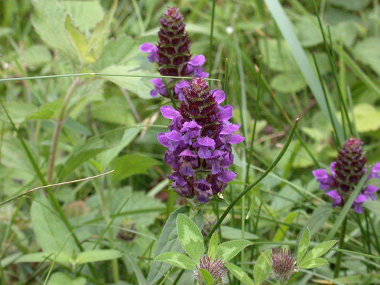 Prunella vulgaris - Gewone brunel