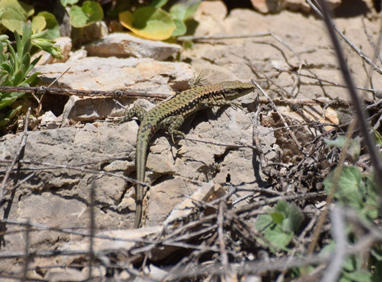 Phoenicolacerta kulzeri