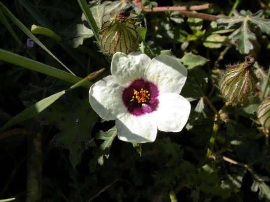 Hibiscus trionum - Drie-urenbloem