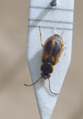 Acupalpus elegans - Zilte bontloper