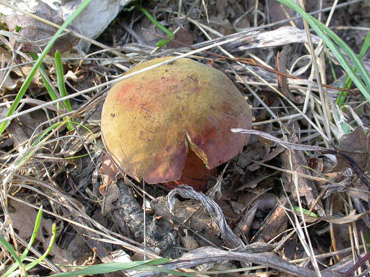 Imperator rhodopurpureus - Roodpurperenboleet (Peloponnesos)