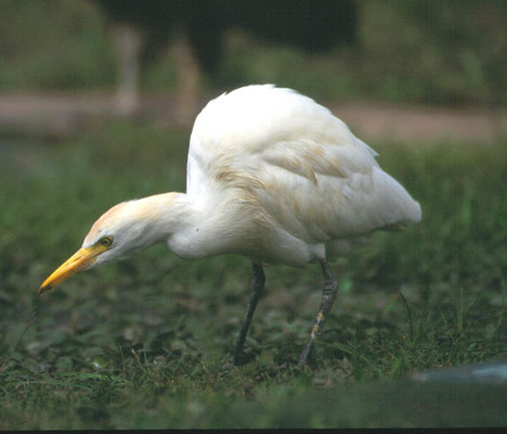 Bubulcus ibis - Cattle Egret