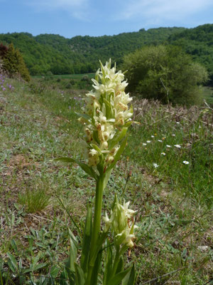 Orchis mascula - Mannetjesorchis