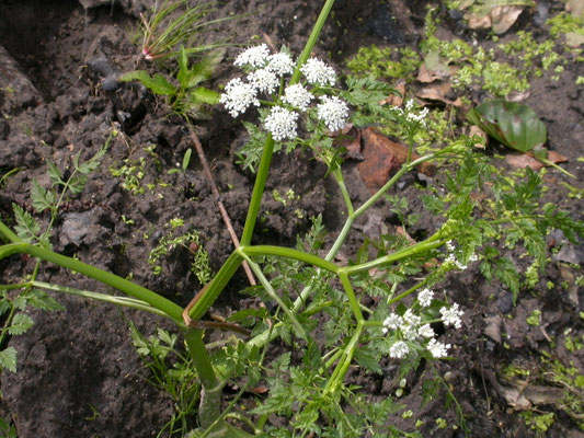 Oenanthe aquatica - Watertorkruid