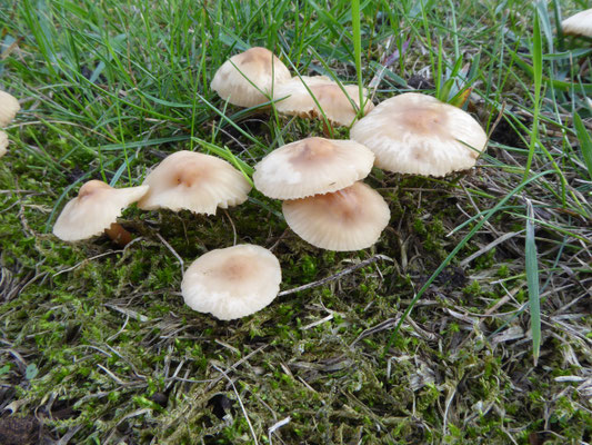 Marasmius oreades - Weidekringzwam