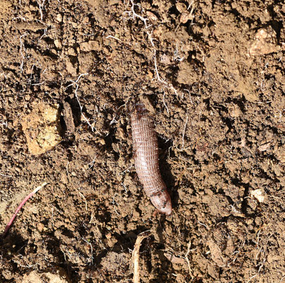 Zuidwest-Iberische wormhagedis