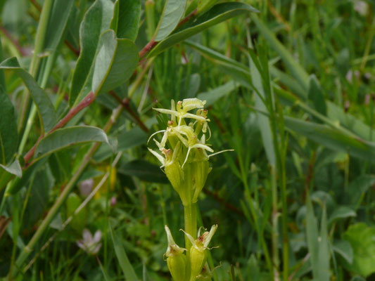 Liparis loeselii - Groenknolorchis