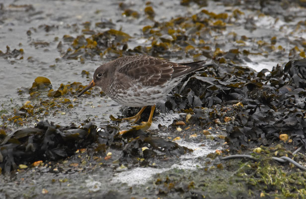 Paarse strandloper, Brouwersdam
