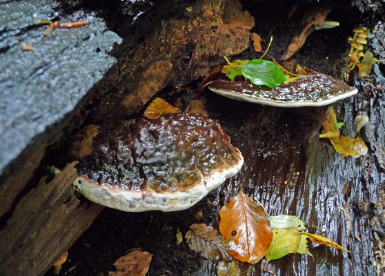 Ganoderma pfeifferi - Waslakzwam