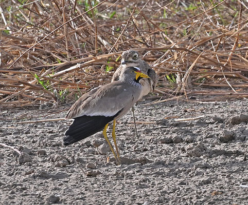 Vanellus senegallis - Wattled Plover (African Wattled Lapwing)