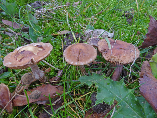 Inocybe pusio - Paarssteelspleetvezelkop