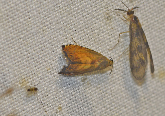 Pammene aurita - Morgenroodbladroller