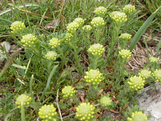 Alyssum alpestre