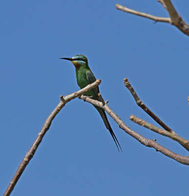 Merops persicus - Blue-cheeked Bee-eater