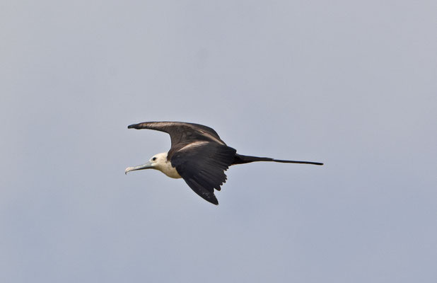 Amerikaanse Fregatvogel