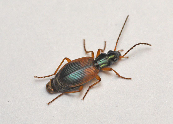 Anchomenus dorsalis
