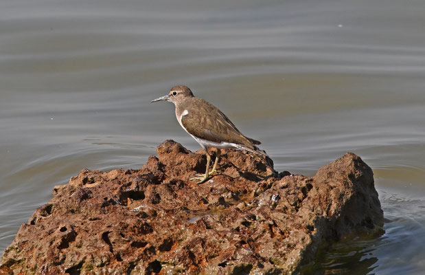 Tringa hypoleucos - Common Sandpiper