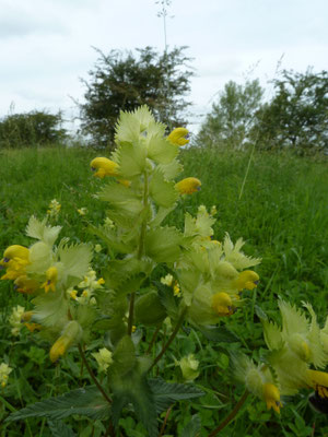 Rhinanthus alectorolophus - Harige ratelaar