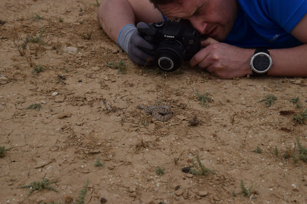 Marcel fotografeert Diadeemslang