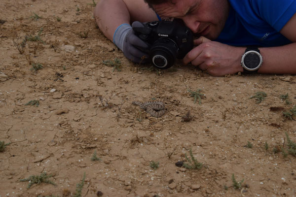 Marcel fotografeert Diadeemslang