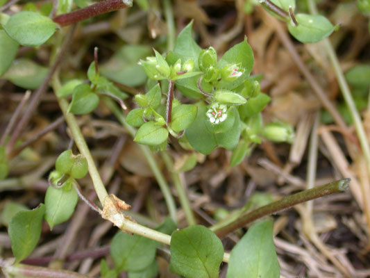 Stellaria media - Vogelmuur