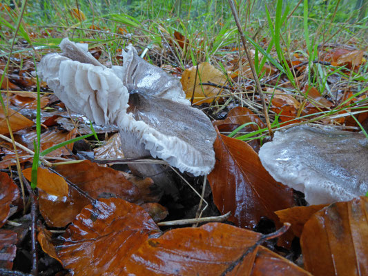 Tricholoma sciodes - Bitterscherpe ridderzwam