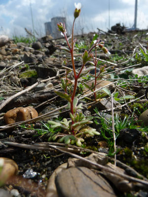 Saxifraga tridactylites - Kandelaartje