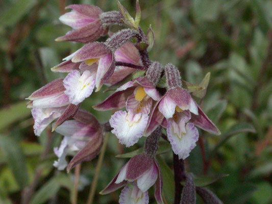 Epipactis palustris - Moeraswespenorchis