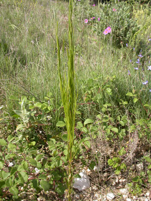 Arabis hirsuta - Ruige scheefkelk