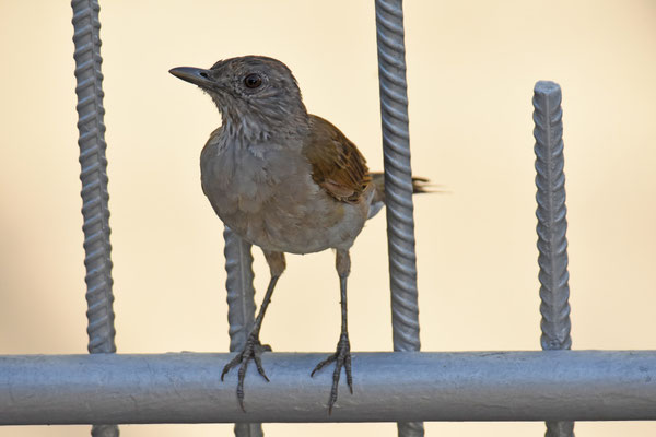 Pale-breasted Thrush