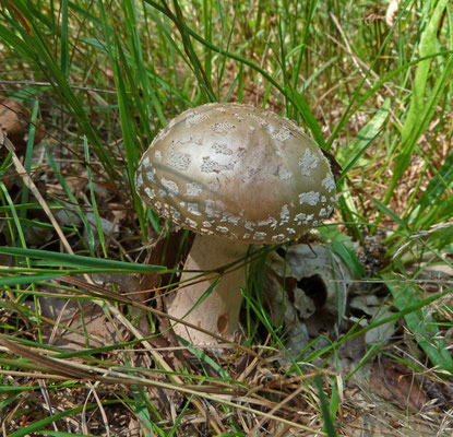 Amanita rubescens - Parelamaniet