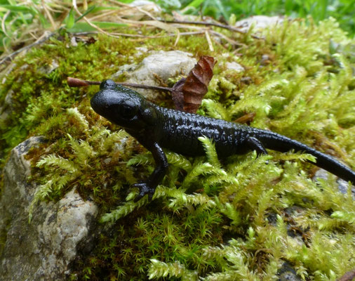 Salamandra salamandra bernardezi