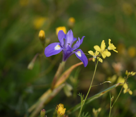 Moraea sisyrinchium