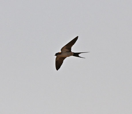 Hirundo daurica - European Red-rumped Swallow