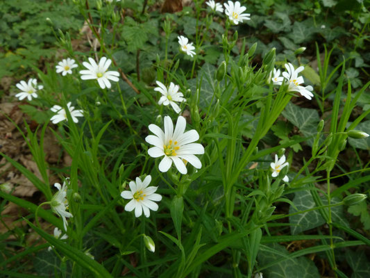 Stellaria holostea - Grootbloemig muur