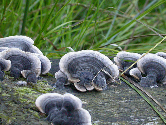 Trametes versicolor - Elfenbankje